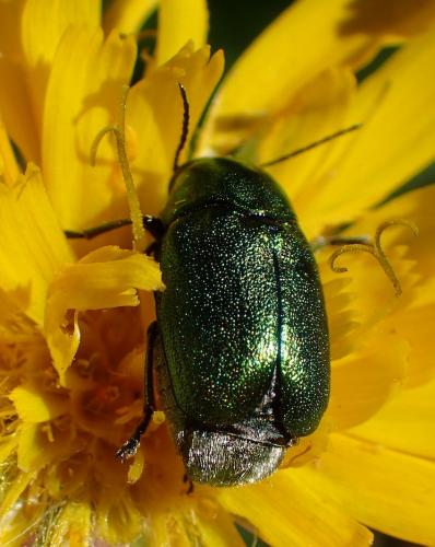 Cryptocephalus sp.